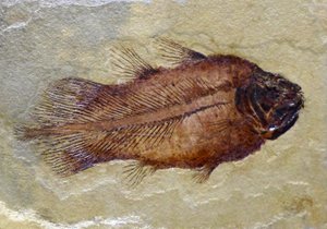 Skamieniały ślad celakanty karbońskiej (obiekt) autorstwa Prehistoric Prehistoric