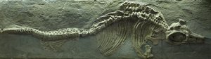 Skamieniałość ichtiozaura, okres jurajski (Lias) autorstwa Prehistoric Prehistoric