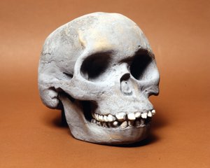 Człowiek z Piltdown: czaszka prymitywnego człowieka, ogniwo w łańcuchu ewolucji między małpą a człowiekiem, odkryte przez Woodwarda i Dawsona. Jedna z wielu kopii czaszki przechowywanych w Muzeum Historii Naturalnej w Mediolanie. autorstwa Prehistoric Prehistoric