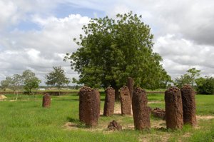 Prehistoria: Megalityczny krąg kamieni z Wassu w Gambii (foto) autorstwa Prehistoric Prehistoric