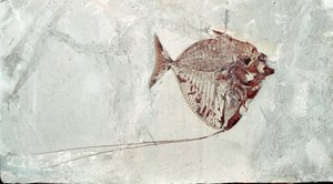 Prehistoria: skamielina ryby Mene Rhombea ze stanowiska Mount Bolca (Włochy). Okres eocenu. Museo civico di storia naturale, Mediolan autorstwa Prehistoric Prehistoric