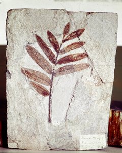 Prehistoria: skamieniałość gałęzi w wapieniu ze stanowiska góry Bolca (Włochy). Okres eocenu. Museo civico di storia naturale, Mediolan autorstwa Prehistoric Prehistoric