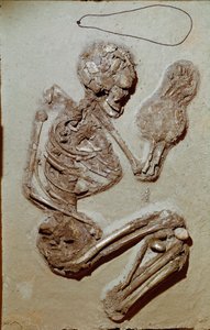 Prehistoria: żeński szkielet pochodzący z górnego neolitu. Kultura Chiozzy. 2900-2700 pne. Reggio Emilia, Muzea Miejskie, Muzeum Chierici, Włochy autorstwa Prehistoric Prehistoric
