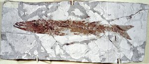 Prehistoria: skamieniałość ryby Sphyraena Bolcensis ze stanowiska góry Bolca (Włochy). Okres eocenu. Miejskie Muzeum Historii Naturalnej, Mediolan autorstwa Prehistoric Prehistoric