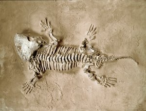 Prehistoria: skamieniałości płazów Seymouria Biolorensis z Teksasu w Stanach Zjednoczonych. Okres permu. Miejskie Muzeum Historii Naturalnej, Mediolan autorstwa Prehistoric Prehistoric