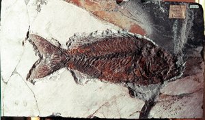 Prehistoria: skamielina ryby Sparnodus Elongatus ze stanowiska Mount Bolca (Włochy). Okres eocenu. Museo civico di storia naturale, Mediolan autorstwa Prehistoric Prehistoric
