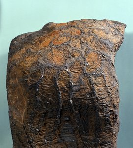 Prehistoria: skamielina stromatolitu (lub stromatolitu), skała morska, epoka archeozoiczna. znaleziony w Mauretanii. autorstwa Prehistoric Prehistoric