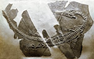 Prehistoria: skamielina wodnego gada Askeptosaurus italicus z Besano (Włochy). Okres triasu środkowego. Museo civico di storia naturale, Mediolan autorstwa Prehistoric Prehistoric