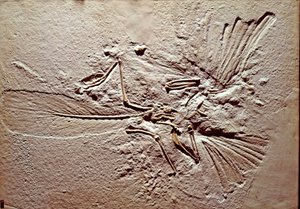 Prehistoria: skamielina ptaka Archaeopteryx (archeopteryx) Litografia ze stanowiska Solnhofen (Niemcy). Najwyższy Jurajski. Museo civico di storia naturale, Mediolan autorstwa Prehistoric Prehistoric