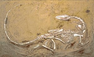Prehistoria: skamielina dinozaura Celofiza. Okres triasu górnego. Museo civico di storia naturale, Mediolan autorstwa Prehistoric Prehistoric