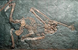 Prehistoria: skamielina wielkiego Oreopiteka naczelnego (Oreopithecus bambolii) z góry Bamboli (Grosseto). Epoka miocenu. Miejskie Muzeum Historii Naturalnej, Mediolan autorstwa Prehistoric Prehistoric