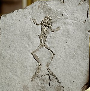 Prehistoria: skamielina żaby ze stanowiska Pueyoi da Tervel w Hiszpanii. Epoka miocenu. Miejskie Muzeum Historii Naturalnej, Mediolan autorstwa Prehistoric Prehistoric