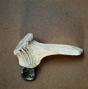 Prehistoria: topór z zielonego kamienia z rękojeścią z jelenia z jaskini Pollera (Finale Ligure), Liguria. Środkowy neolit, epoka kamienia. Geny, museo di archeologia ligure autorstwa Prehistoric Prehistoric