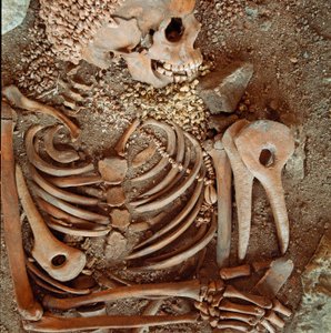Prehistoria: szkielet i spodenki pogrzebowe nastolatków o młodym księciu z jaskini Arene Candide (Finale Ligure): naszyjnik z muszelek, rogów jelenia i krzemienia. Epoka kamienia, górny paleolit. Geny, Museo di archeologia Ligure autorstwa Prehistoric Prehistoric