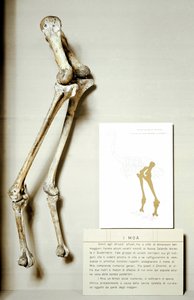 Prehistoria: szkielet nóg Moa Dinornis, gigantycznych skamieniałych ptaków Nowej Zelandii, które nie latają. Okres kredy. Museo civico di storia naturale, Mediolan autorstwa Prehistoric Prehistoric