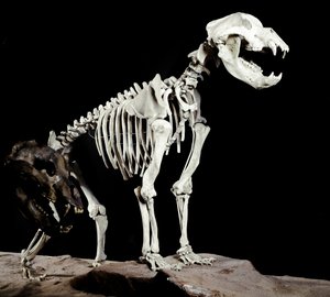 Prehistoria: szkielet niedźwiedzia jaskiniowego (Ursus spelaeus) z Jaskiń Bandytów do Roaschia we Włoszech. Okres plejstocenu. Miejskie Muzeum Historii Naturalnej, Mediolan autorstwa Prehistoric Prehistoric