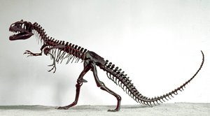 Prehistoria: szkielet dinozaura Allosaurus fragilis. Okres jury górnej. Miejskie Muzeum Historii Naturalnej, Mediolan autorstwa Prehistoric Prehistoric