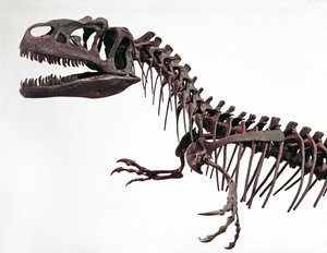 Prehistoria: szkielet dinozaura Allosaurus fragilis. Okres jury górnej. Miejskie Muzeum Historii Naturalnej, Mediolan autorstwa Prehistoric Prehistoric