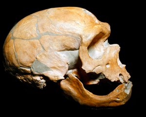Prehistoria: czaszka Człowieka Kaplicy Świętych, człowiek neandertalczyk (neandertalczyk lub neandertalczyk: Homo sapiens), paleolit. Ponowne połączenie w Correze w 1908. Museum Civico di Storia Naturale, Mediolan - Prehistoria: Ludzka czaszka z la autorstwa Prehistoric Prehistoric