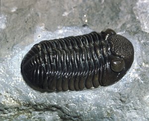 Prehistoria: skamielina trylobita Phacops Rana (stawonogi). Wiek paleozoiku, okres dewonu. Znajdź w Ohio, Stany Zjednoczone autorstwa Prehistoric Prehistoric