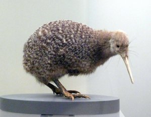 Przykładowe kiwi faszerowane przez ptaki (apterygides), niezdolne do latania. Muzeum Auckland, Nowa Zelandia autorstwa Prehistoric Prehistoric