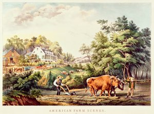 Czapla purpurowa, z „Ilustracji brytyjskiej ornitologii”