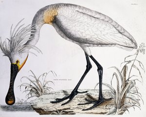 Warzęcha biała, 1834