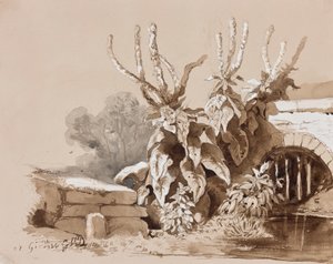 Studium roślin przy rowie, z uzupełnieniami instruktora, 1856 (ołówek, sepia i gwasz na papierze) autorstwa Prince Gaetano Maria Federico di Borbone