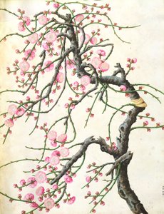 Kwiat brzoskwini (kolor na papierze) autorstwa Qing Dynasty Chinese School