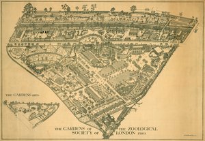 Londyńskie zoo, Regents Park, Westminster, 1929 autorstwa RB Brook Greaves