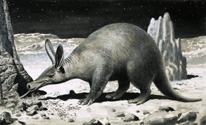 Aardvark autorstwa R.B. Davis