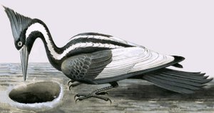 Dzięcioł słoniowy autorstwa R.B. Davis