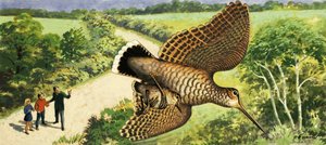 Przyglądając się naturze: Słonka autorstwa R.B. Davis