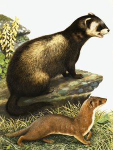Tchórz i stoat autorstwa R.B. Davis
