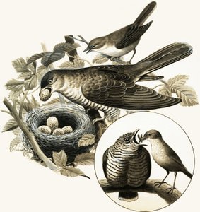Kukułka autorstwa R.B. Davis