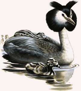Perkoz dwuczuby autorstwa R.B. Davis