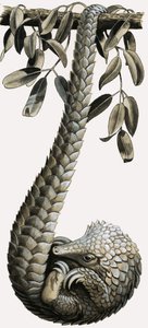 Pangolin autorstwa R.B. Davis