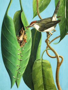 The Tailor Bird autorstwa R.B. Davis