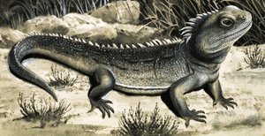 Tuatura autorstwa R.B. Davis