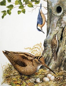 Ptaki leśne autorstwa R.B. Davis