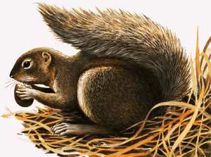 X jak... Xerus erythropus lub wiewiórka afrykańska