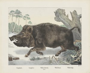 Cinghiale. / Sanglier. / dzik. / Buzdygan. / Dzik. / Dzikie wino (tytuł na obiekcie) autorstwa R. Schulz