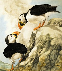 Puffin autorstwa R. Worr