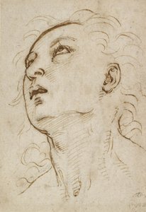 Głowa młodego mężczyzny patrzącego w górę, ok. 1497-1504 (pióro i brązowy tusz na metalowym puncycie na kremowym papierze) autorstwa Raffaello Sanzio Raphael
