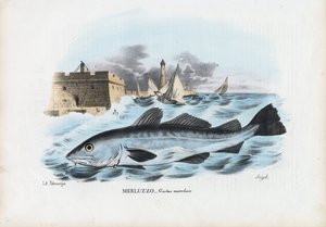 Dorsz atlantycki, 1863-79 autorstwa Raimundo Petraroja