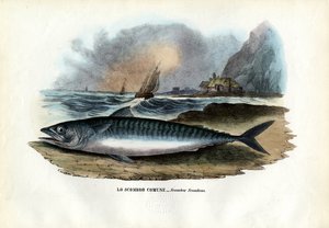 Makrela atlantycka, 1863-79 autorstwa Raimundo Petraroja