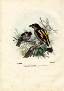 Broadbills, 1863-79 autorstwa Raimundo Petraroja