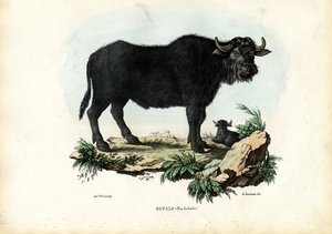 Bawół, 1863-79 autorstwa Raimundo Petraroja