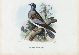 Żółw europejski, 1863-79 autorstwa Raimundo Petraroja
