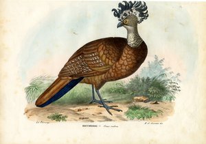 Wielki Curassów, 1863-79 autorstwa Raimundo Petraroja